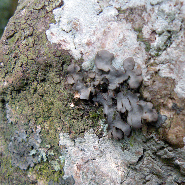 Lichen Trail in Sud Africa